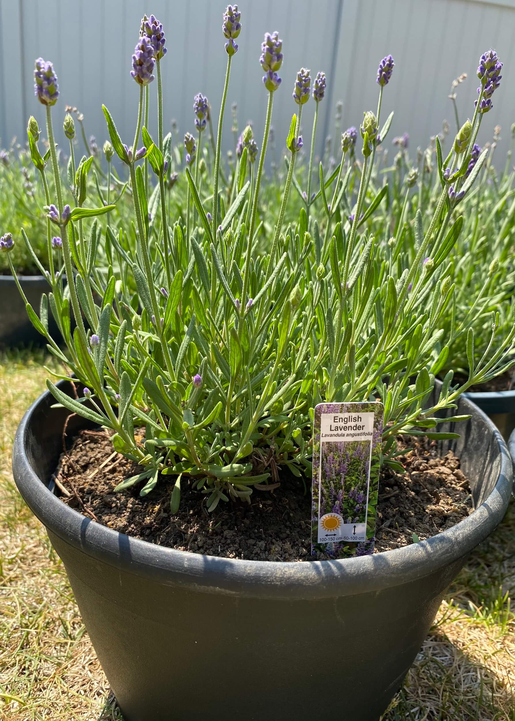 Organic Munstead Lavender Plants for Sale Large Lavenbel Lavenbel